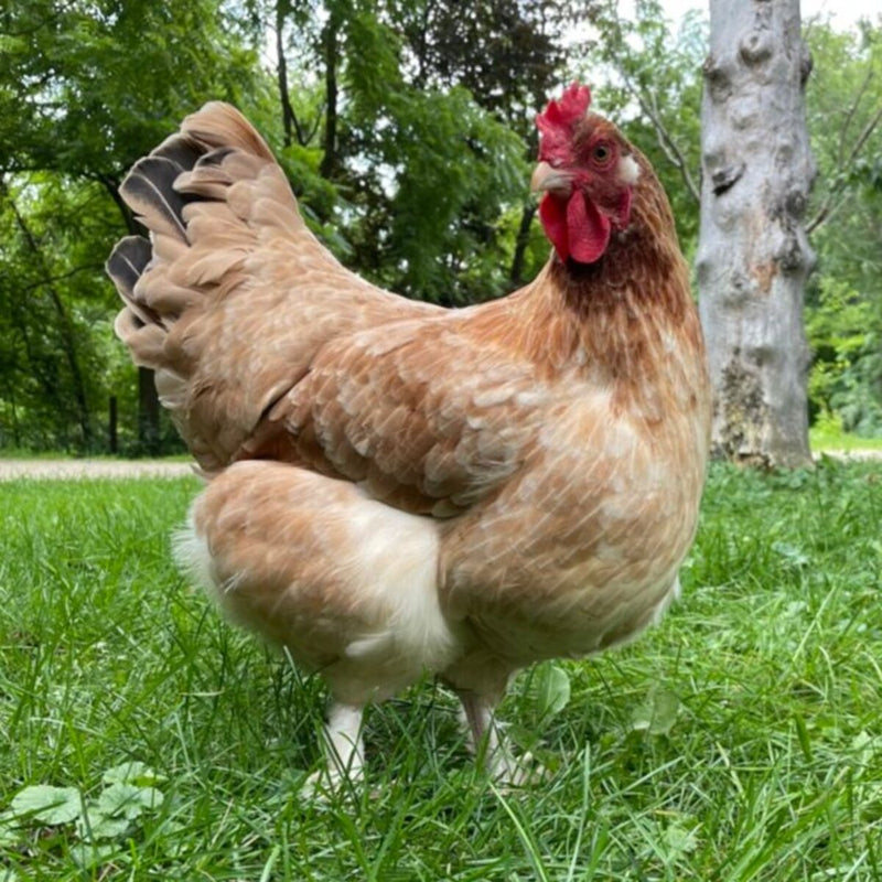 French Wheaten Marans, featuring a hardy build, feathered legs, and a calm temperament, ideal for backyard flocks and families due to their friendly disposition.