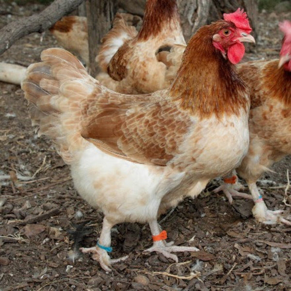 French Wheaten Marans Chicken, a dual-purpose breed known for its docile nature, dark brown eggs, and distinctive wheat-colored plumage with black tail feathers.