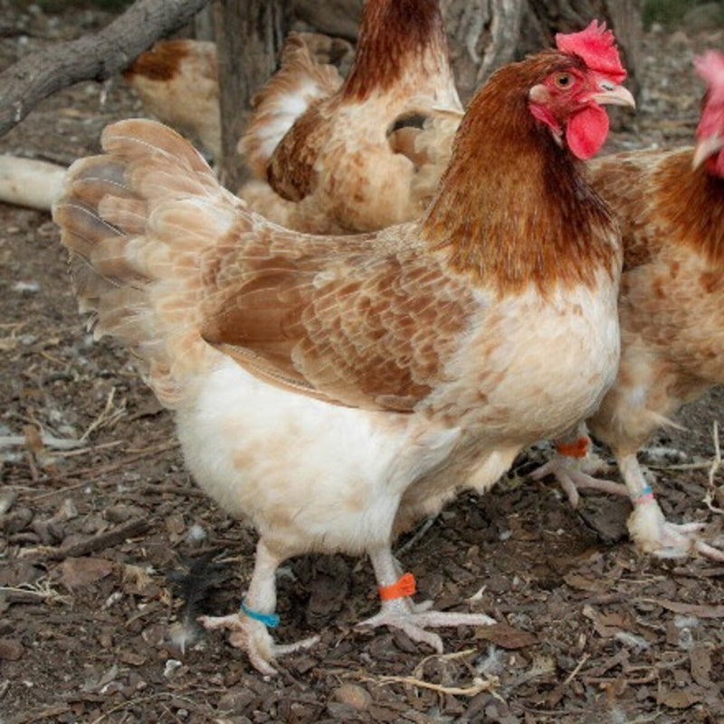 French Wheaten Marans Chicken, a dual-purpose breed known for its docile nature, dark brown eggs, and distinctive wheat-colored plumage with black tail feathers.
