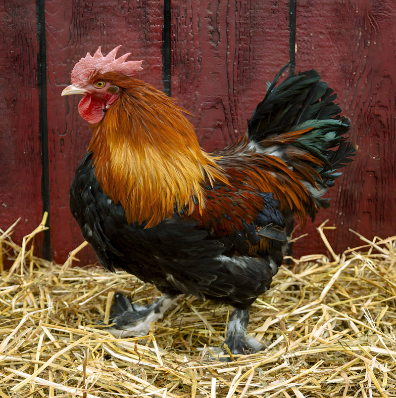 French Wheaten Marans