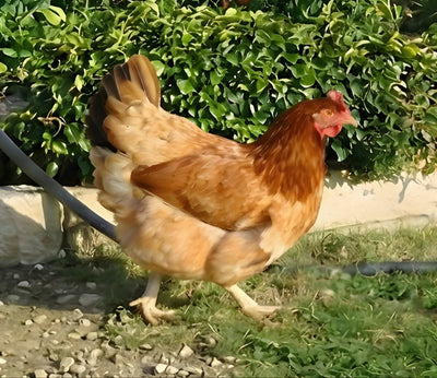 French Wheaten Marans hen with warm golden-brown feathers walking through garden grass, famous for laying rich dark chocolate eggs