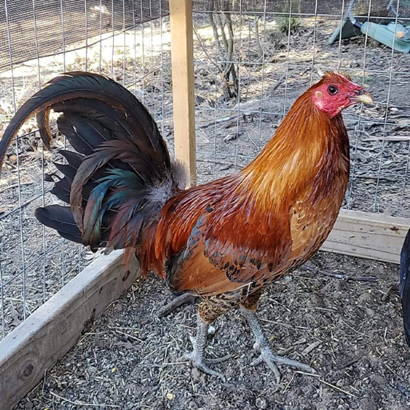 Ginger Red Old English Bantam Chicken with ginger red plumage and black tail.