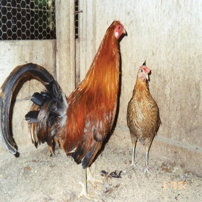  Ginger Red Standard Old English with vibrant ginger-red feathers, known for its active temperament and suitability as a show bird due to its historical significance and unique appearance.