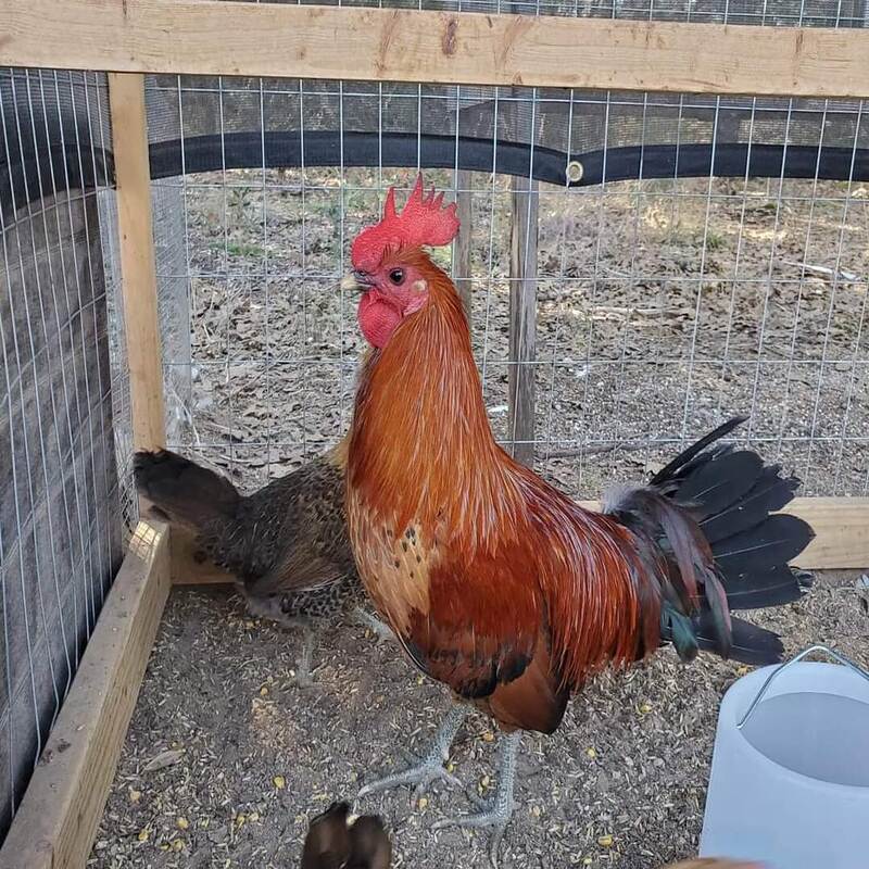 Ginger Red Old English Game Bantam chicken with striking red and gold plumage
