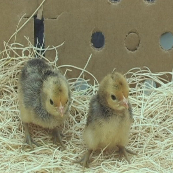 Purebred Ginger Red Old English Game Bantam, ornamental bantam breed with upright posture