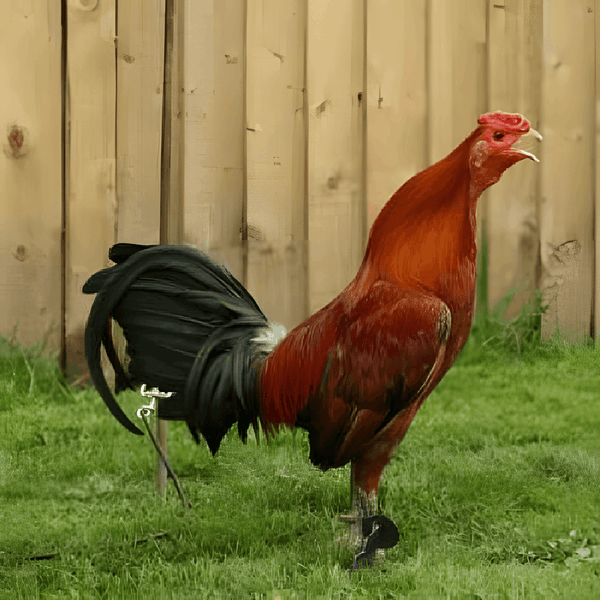 Ginger Red Standard Old English