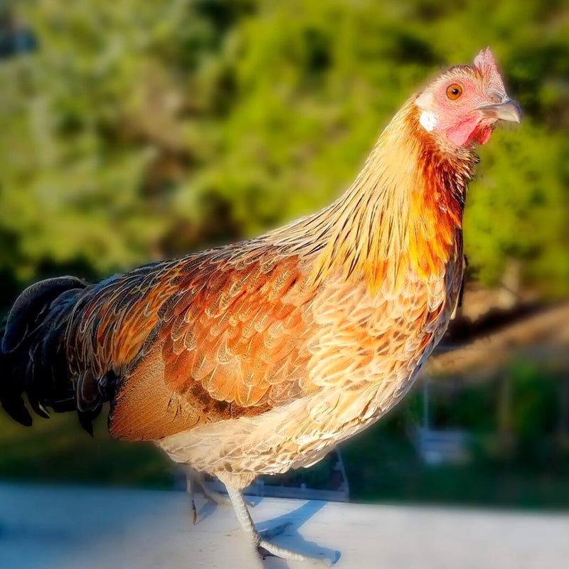 Gold Duckwing Phoenix Bantam featuring a small build, weighing 1-2 lbs, prized for its fair brooding abilities and suitability for small backyard flocks due to its hardiness.