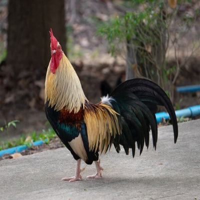 Gold Duckwing Standard Old English featuring a compact build, weighing 4 lbs for hens and 5 lbs for roosters, prized for its fair brooding abilities and suitability for backyard flocks due to its hardiness.