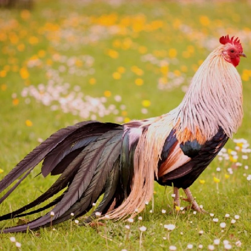 Golden Duckwing Phoenix featuring a slender build, weighing 4-5.5 lbs, prized for its fair brooding abilities and suitability for backyard flocks due to its hardiness.