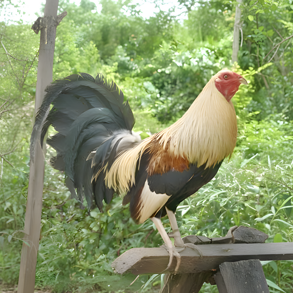 Golden Duckwing Phoenix Standard Chicken