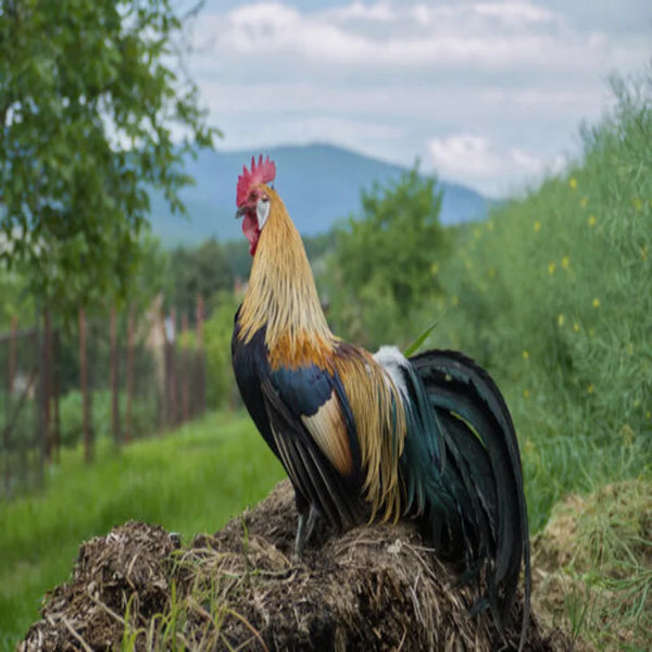 Golden Duckwing Phoenix Standard Chicken, a stunning ornamental breed known for its black and gold plumage, long flowing tail feathers, and small tinted eggs, ideal for exhibition and decorative purposes.