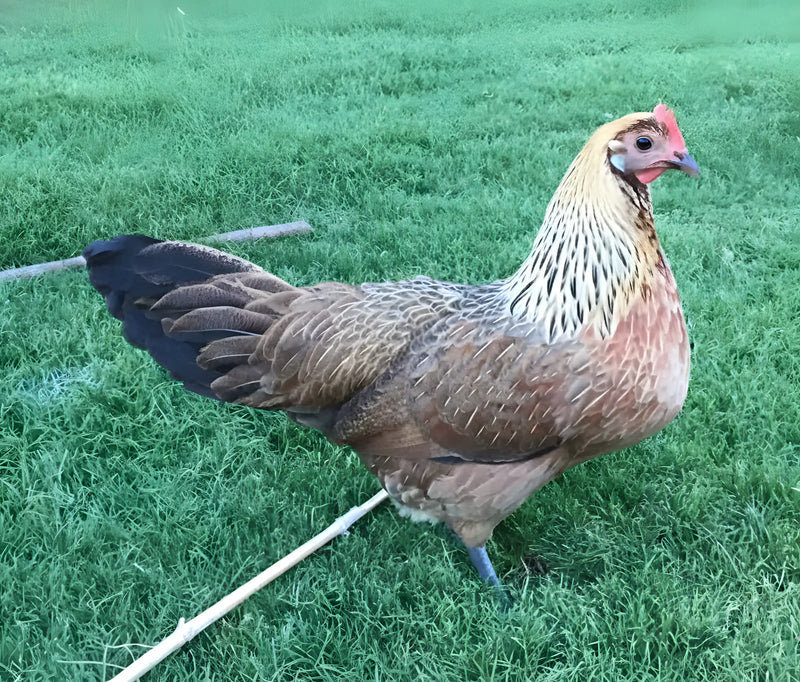 Golden Duckwing Phoenix Standard Chicken