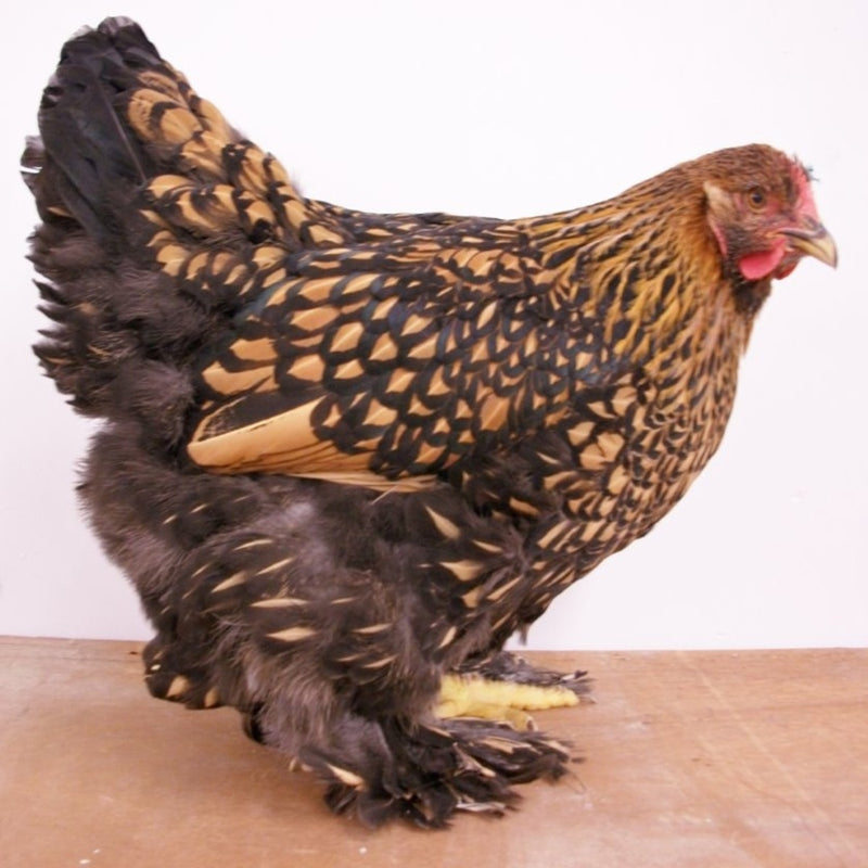 Golden Laced Cochin Standard featuring a large build, weighing 8-11 lbs, prized for its fair egg-laying abilities and suitability for backyard flocks due to its hardiness.