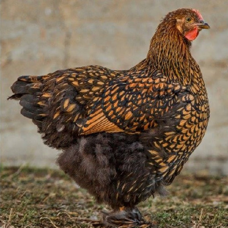 Golden Laced Cochin Standard with stunning golden laced plumage, known for its gentle temperament and suitability as an ornamental bird due to its historical significance and unique appearance.