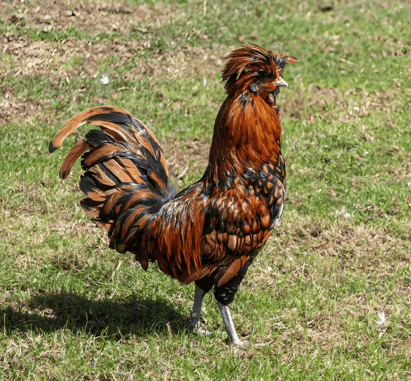 Golden Laced Polish Chicken