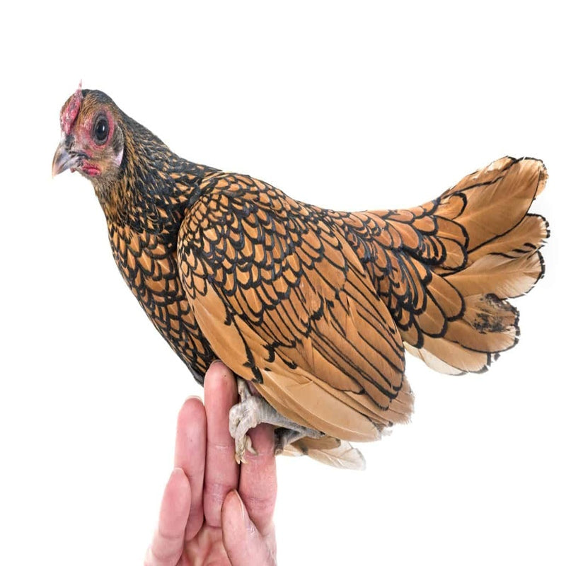  Golden Sebright Bantam with vibrant golden feathers laced in black, known for its small size, friendly temperament, and ornamental value, ideal for exhibitions and backyard flocks.
