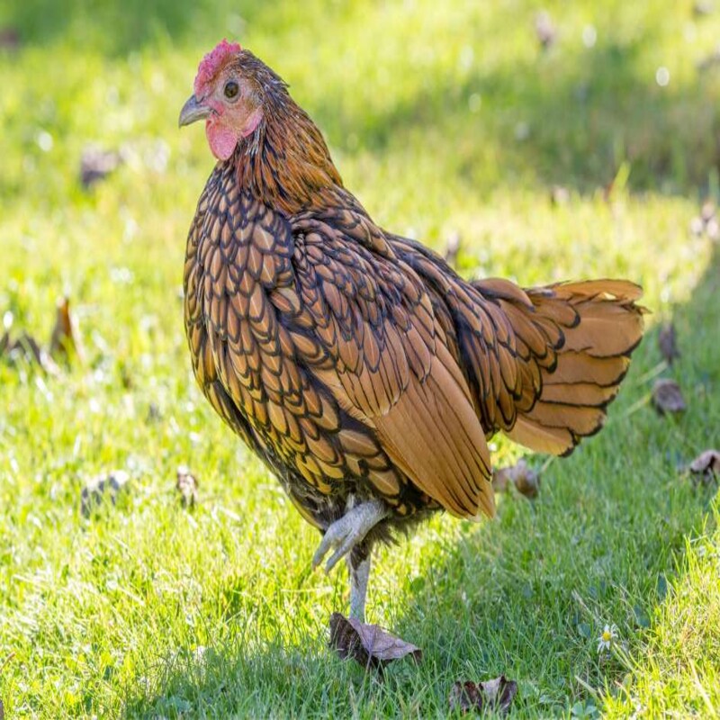  Golden Sebright Bantam featuring a rose comb, slate-blue legs, and a docile yet flighty nature, prized for its unique hen-feathered males and suitability as a pet due to its gentle disposition.