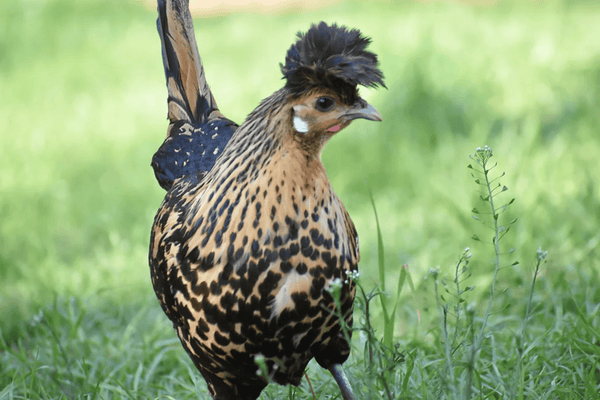 Golden Spitzhauben chicken with gold and black spangled feathers and feathered crest