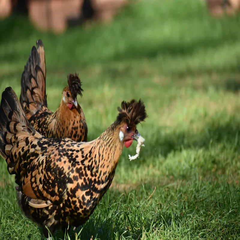 Golden Spitzhauben Chicken, a rare Swiss breed with golden spangled plumage.