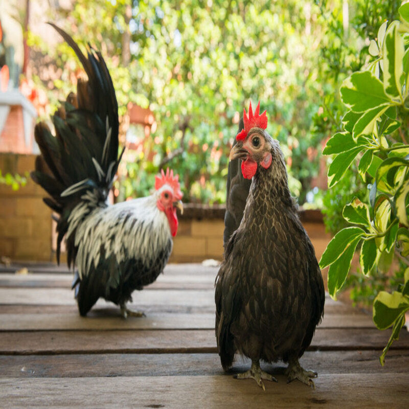  Gray Japanese Bantam featuring a compact build, weighing 22 oz for hens and 26 oz for roosters, prized for its ornamental value and ability to thrive in small spaces, though it requires careful handling to prevent feather staining.