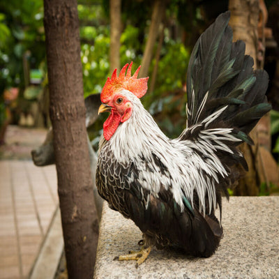 Gray Japanese Bantam with striking gray and black feathering, known for its large comb, extremely short legs, and arched tail feathers, ideal as a show bird or pet due to its small size and active temperament.