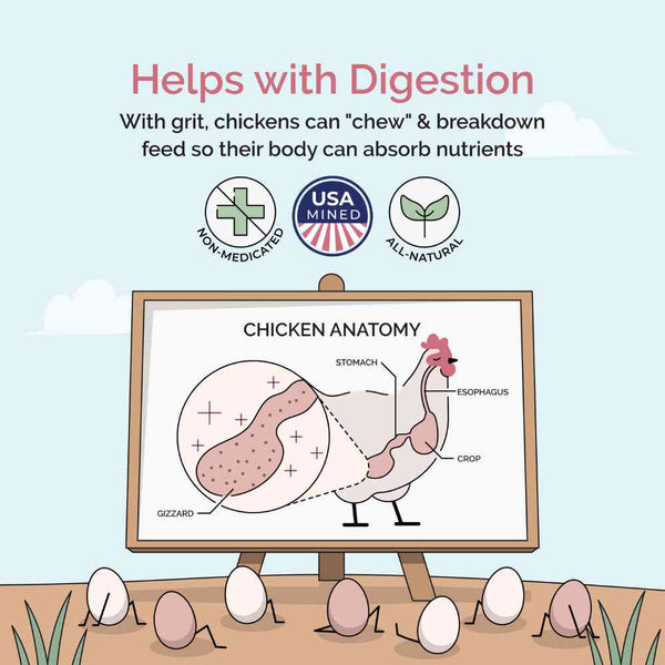 Organic eggs taste and look different: deep golden color, strong eggshells and consistent egg production. High-quality organic chicken feed for more eggs, bigger, tastier organic eggs