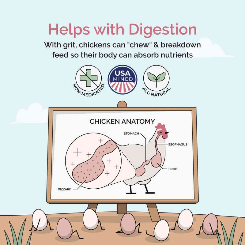 Organic eggs taste and look different: deep golden color, strong eggshells and consistent egg production. High-quality organic chicken feed for more eggs, bigger, tastier organic eggs