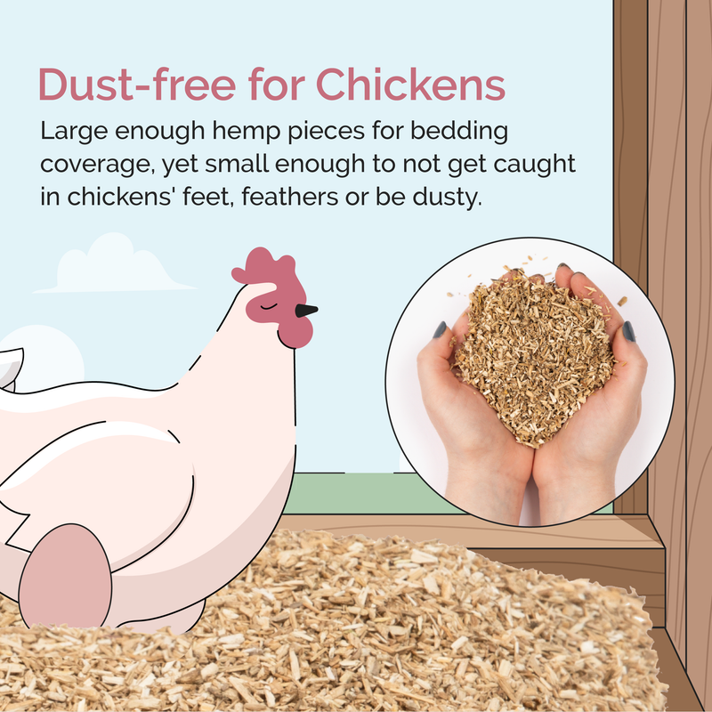 Dust-free for Chickens
Large enough hemp pieces for bedding coverage, yet small enough to not get caught in chickens' feet, feathers or be dusty.