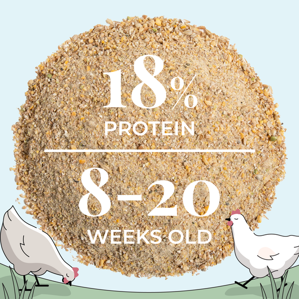 Mash Grower, enhancing growth rates and early maturity in chickens.