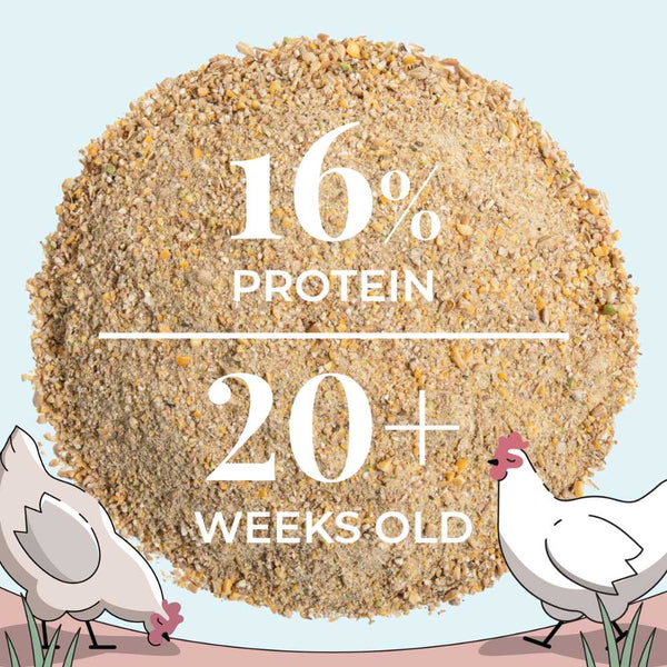 Layer Mash Feed, providing essential nutrients for hens