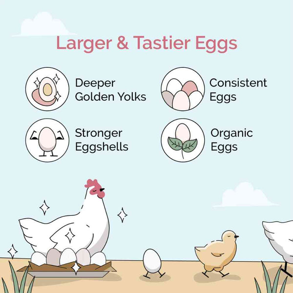 Mash Starter Feed, supporting healthy development in chicks