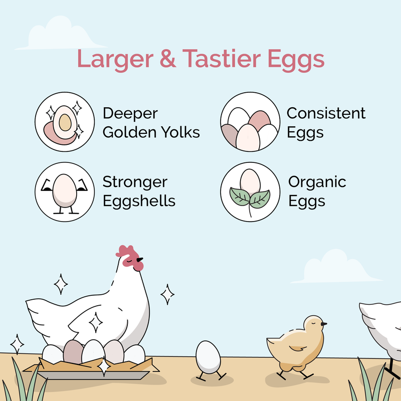 Starter Mash, providing vital nutrients for chicks