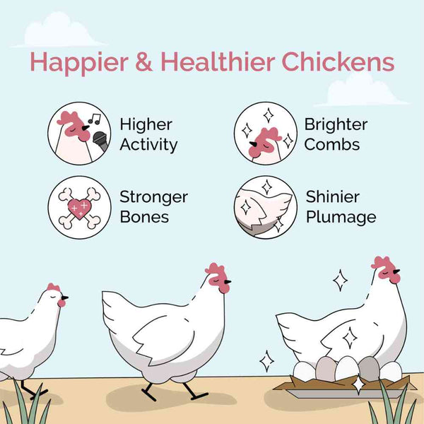 Mash Starter, a complete diet for baby chicks