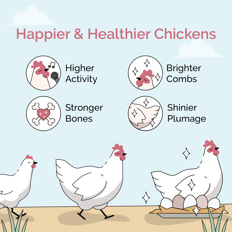 Mash Starter, a balanced diet for broiler chicks