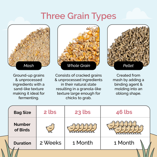 Starter Mash, essential nutrition for baby chicks