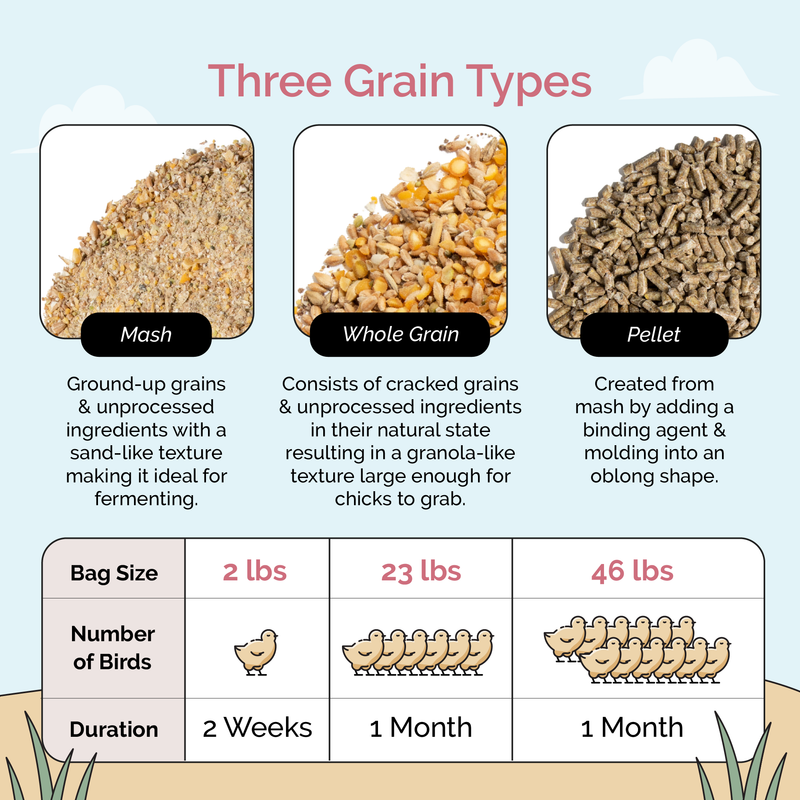 Starter Mash, essential nutrition for baby chicks
