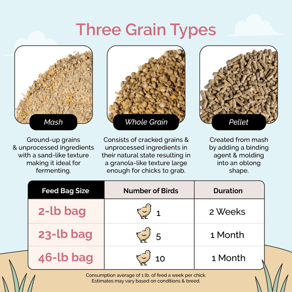 Starter Mash, a balanced feed for young poultry