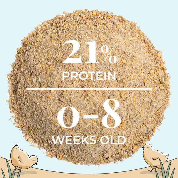 Starter Mash, a nutritious start for chicks