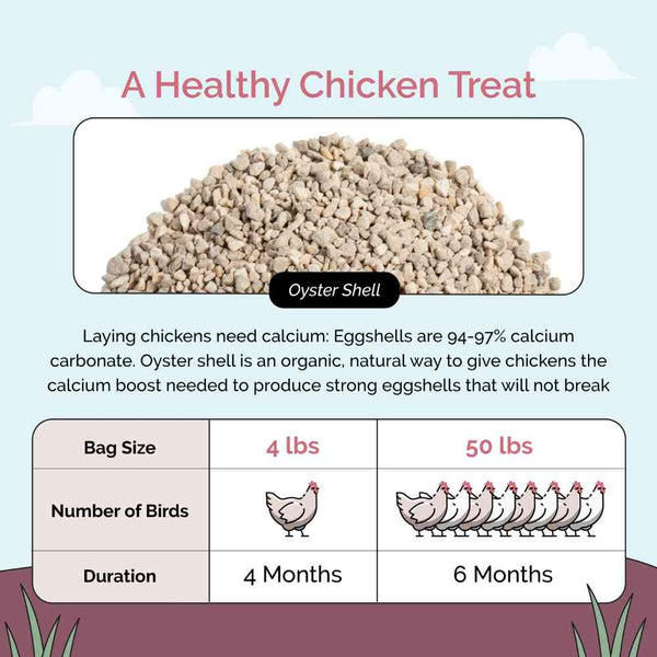 Laying chickens need calcium: Eggshells are 94-97% calcium carbonate. Oyster shell is an organic, natural way to give chickens the calcium boost needed to produce strong eggshells that will not break