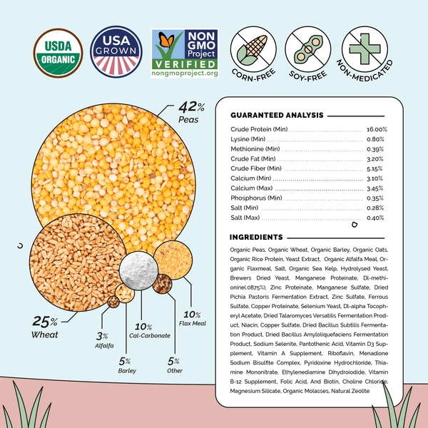 ORGANIC EGGS TASTE & LOOK DIFFERENT: Deep golden yolks, strong eggshells & consistent egg production. High-quality organic chicken feed leads to increased egg quantity as well as larger & tastier organic eggs