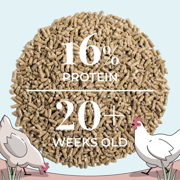 Grower chickens eat 8 lbs. per month & one 2 lb. bag will feed 1 grower chickens for 1 week.BALANCED & COMPLETE GROWER CHICKEN