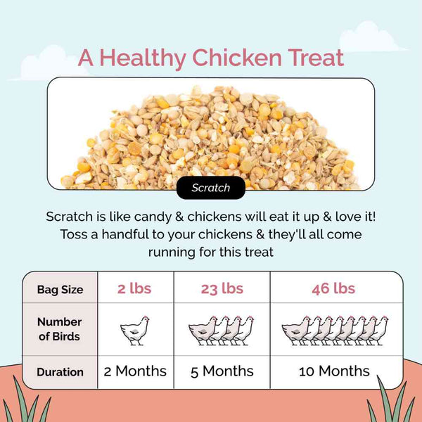 A Healthy Chicken Treat ,Scratch is like candy & chickens will eat it up & love it! Toss a handful to your chickens & they'll all come running for this treat
