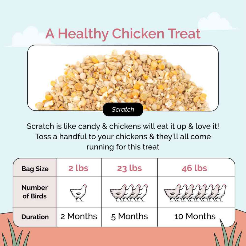 A Healthy Chicken Treat ,Scratch is like candy & chickens will eat it up & love it! Toss a handful to your chickens & they'll all come running for this treat