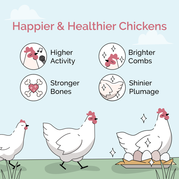 Happier & Healthier Chickens,Higher Activity,Stronger Bones,Brighter Combs,Shinier Plumage