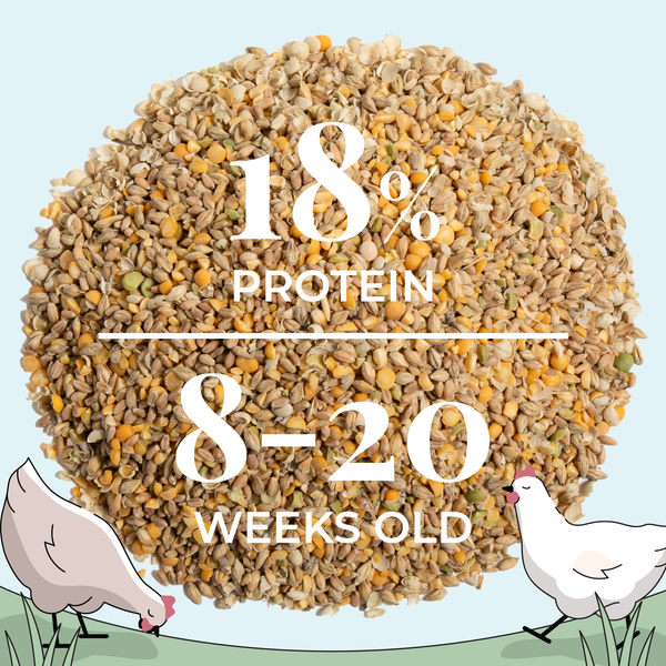 1 GROWER CHICKEN = 8 lb. PER MONTH: Grower chicken feed, 18% protein, is best at 8-20 weeks.