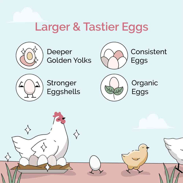 Layer Whole Grain Feed, rich in essential minerals for strong eggshells.