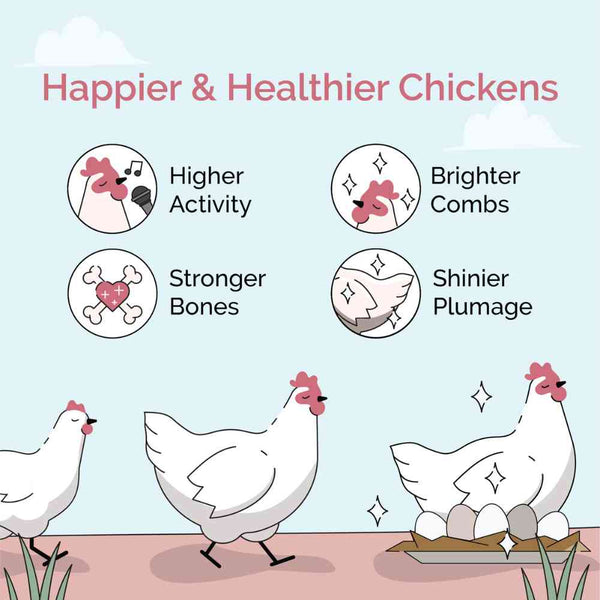 WholeGrain Layer Feed, promoting healthy egg production and gut health.