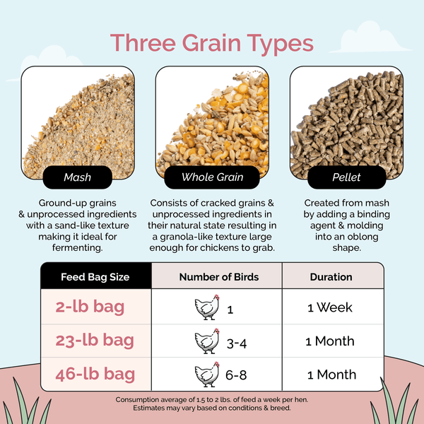Layer Whole Grain, a balanced feed for healthy laying chickens.