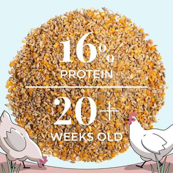 WholeGrain Layer, a complete and balanced diet for laying birds.