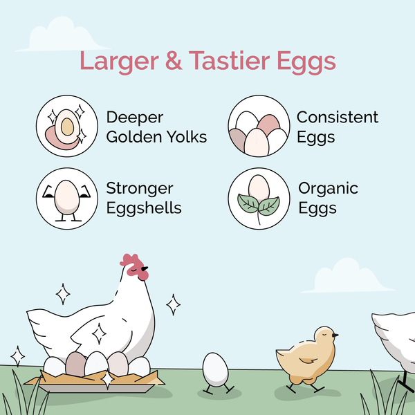 Larger & Tastier Eggs, Deeper Golden Yolks, Consistent Eggs, Stronger Eggshells, Organic Eggs